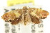  ( - CCDB-15850-E05)  @14 [ ] CreativeCommons - Attribution (2011) ANIC/CBG Photography Group Centre for Biodiversity Genomics
