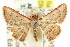  (Enispa rhodopleura - CCDB-15851-B09)  @14 [ ] CreativeCommons - Attribution (2011) ANIC/CBG Photography Group Centre for Biodiversity Genomics