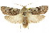  ( - CCDB-15852-E10)  @13 [ ] CreativeCommons - Attribution (2011) ANIC/CBG Photography Group Centre for Biodiversity Genomics