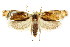  ( - CCDB-15852-G06)  @11 [ ] CreativeCommons - Attribution (2011) ANIC/CBG Photography Group Centre for Biodiversity Genomics