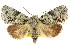  (Acronicta dinawa - CCDB-15853-C07)  @15 [ ] CreativeCommons - Attribution (2011) ANIC/CBG Photography Group Centre for Biodiversity Genomics