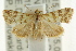  ( - CCDB-15855-A06)  @14 [ ] CreativeCommons - Attribution (2011) ANIC/CBG Photography Group Centre for Biodiversity Genomics