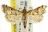  ( - CCDB-15855-D07)  @11 [ ] CreativeCommons - Attribution (2011) ANIC/CBG Photography Group Centre for Biodiversity Genomics