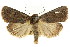  ( - CCDB-15856-H05)  @11 [ ] CreativeCommons - Attribution (2011) ANIC/CBG Photography Group Centre for Biodiversity Genomics