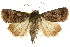 ( - CCDB-15857-F05)  @11 [ ] CreativeCommons - Attribution (2011) ANIC/CBG Photography Group Centre for Biodiversity Genomics