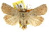  ( - CCDB-15858-C03)  @11 [ ] CreativeCommons - Attribution (2011) ANIC/CBG Photography Group Centre for Biodiversity Genomics