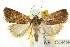  ( - CCDB-15858-C08)  @11 [ ] CreativeCommons - Attribution (2011) ANIC/CBG Photography Group Centre for Biodiversity Genomics