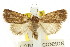  ( - CCDB-15858-C09)  @11 [ ] CreativeCommons - Attribution (2011) ANIC/CBG Photography Group Centre for Biodiversity Genomics