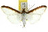  ( - CCDB-15858-H03)  @11 [ ] CreativeCommons - Attribution (2011) ANIC/CBG Photography Group Centre for Biodiversity Genomics