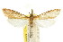  (Catagela - CCDB-15860-C05)  @11 [ ] CreativeCommons - Attribution (2011) ANIC/CBG Photography Group Centre for Biodiversity Genomics