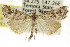  (Hednota longipalpella - CCDB-15860-E08)  @15 [ ] CreativeCommons - Attribution (2011) ANIC/CBG Photography Group Centre for Biodiversity Genomics