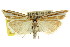  (Hednota grammellus - CCDB-15860-F07)  @15 [ ] CreativeCommons - Attribution (2011) ANIC/CBG Photography Group Centre for Biodiversity Genomics