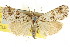  ( - CCDB-15860-G05)  @11 [ ] CreativeCommons - Attribution (2011) ANIC/CBG Photography Group Centre for Biodiversity Genomics