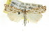  ( - CCDB-15860-G09)  @14 [ ] CreativeCommons - Attribution (2011) ANIC/CBG Photography Group Centre for Biodiversity Genomics