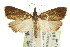  (Calamotropha sp. ANIC2 - CCDB-15860-H02)  @11 [ ] CreativeCommons - Attribution (2011) ANIC/CBG Photography Group Centre for Biodiversity Genomics