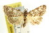  ( - CCDB-15861-B10)  @11 [ ] CreativeCommons - Attribution (2011) ANIC/CBG Photography Group Centre for Biodiversity Genomics