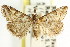  (Phanomorpha dapsilis - CCDB-15861-C10)  @15 [ ] CreativeCommons - Attribution (2011) ANIC/CBG Photography Group Centre for Biodiversity Genomics