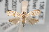  ( - ANIC Gen No. 003352)  @13 [ ] Copyright (2010) Unspecified Australia National Insect Collection