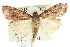  ( - ANIC Gen No. 003571)  @13 [ ] CreativeCommons - Attribution (2011) ANIC/CBG Photography Group Centre for Biodiversity Genomics