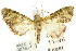  ( - ANIC Gen No. 003614)  @11 [ ] CreativeCommons - Attribution (2011) ANIC/CBG Photography Group Centre for Biodiversity Genomics