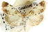  ( - ANIC Gen No. 003621)  @11 [ ] CreativeCommons - Attribution (2011) ANIC/CBG Photography Group Centre for Biodiversity Genomics