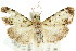  ( - ANIC Gen No. 003622)  @11 [ ] CreativeCommons - Attribution (2011) ANIC/CBG Photography Group Centre for Biodiversity Genomics