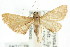  ( - ANIC Gen No. 003696)  @11 [ ] CreativeCommons - Attribution (2011) ANIC/CBG Photography Group Centre for Biodiversity Genomics