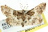  (Persicoptera scioides - ANIC Gen No. 003708)  @11 [ ] CreativeCommons - Attribution (2011) ANIC/CBG Photography Group Centre for Biodiversity Genomics