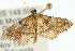  (Persicoptera compsopa - ANIC Gen No. 003710)  @14 [ ] CreativeCommons - Attribution (2011) ANIC/CBG Photography Group Centre for Biodiversity Genomics