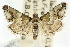  ( - ANIC Gen No. 003720)  @11 [ ] CreativeCommons - Attribution (2011) ANIC/CBG Photography Group Centre for Biodiversity Genomics