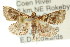  (Persicoptera chionozyga - ANIC Gen No. 003777)  @14 [ ] CreativeCommons - Attribution (2011) ANIC/CBG Photography Group Centre for Biodiversity Genomics