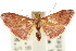  ( - ANIC Gen No. 003778)  @11 [ ] CreativeCommons - Attribution (2011) ANIC/CBG Photography Group Centre for Biodiversity Genomics