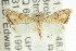  (Glaucocharis queenslandensis - ANIC Gen No. 003907)  @13 [ ] CreativeCommons - Attribution (2011) ANIC/CBG Photography Group Centre for Biodiversity Genomics