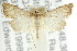  ( - ANIC Gen No. 003910)  @11 [ ] CreativeCommons - Attribution (2011) ANIC/CBG Photography Group Centre for Biodiversity Genomics