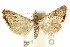  ( - ANIC Gen No. 003916)  @11 [ ] CreativeCommons - Attribution (2011) ANIC/CBG Photography Group Centre for Biodiversity Genomics