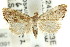  ( - ANIC Gen No. 003917)  @14 [ ] CreativeCommons - Attribution (2011) ANIC/CBG Photography Group Centre for Biodiversity Genomics