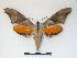  ( - BC-Roug1149)  @13 [ ] Copyright (2010) Unspecified Australia National Insect Collection