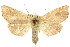  (Omichlis hadromeres - 10ANIC-00224)  @15 [ ] CreativeCommons - Attribution (2010) CBG Photography Group Centre for Biodiversity Genomics