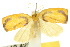  (Trischalis aureoplagiata - 10ANIC-00601)  @14 [ ] CreativeCommons - Attribution (2010) CBG Photography Group Centre for Biodiversity Genomics