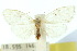  (Psilopepla mollis - 10ANIC-00607)  @15 [ ] CreativeCommons - Attribution (2010) CBG Photography Group Centre for Biodiversity Genomics