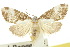 ( - 10ANIC-00820)  @11 [ ] CreativeCommons - Attribution (2010) CBG Photography Group Centre for Biodiversity Genomics