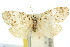  ( - 10ANIC-00848)  @11 [ ] CreativeCommons - Attribution (2010) CBG Photography Group Centre for Biodiversity Genomics