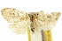  (Damias leptosema - 10ANIC-00849)  @11 [ ] CreativeCommons - Attribution (2010) CBG Photography Group Centre for Biodiversity Genomics