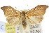  (Macaduma picroptila - 10ANIC-00862)  @11 [ ] CreativeCommons - Attribution (2010) CBG Photography Group Centre for Biodiversity Genomics