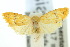  ( - 10ANIC-00929)  @14 [ ] CreativeCommons - Attribution (2010) CBG Photography Group Centre for Biodiversity Genomics