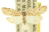  (Ameleta - 10ANIC-00932)  @11 [ ] CreativeCommons - Attribution (2010) CBG Photography Group Centre for Biodiversity Genomics