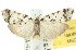  ( - 10ANIC-00980)  @14 [ ] CreativeCommons - Attribution (2010) CBG Photography Group Centre for Biodiversity Genomics