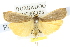  (Palaeosia bicosta - 10ANIC-00989)  @14 [ ] CreativeCommons - Attribution (2010) CBG Photography Group Centre for Biodiversity Genomics
