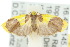  ( - 10ANIC-00558)  @14 [ ] CreativeCommons - Attribution (2010) CBG Photography Group Centre for Biodiversity Genomics