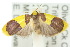  ( - 10ANIC-00559)  @14 [ ] CreativeCommons - Attribution (2010) CBG Photography Group Centre for Biodiversity Genomics